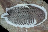 Early Cambrian Psedosaukianda Trilobite - Morocco #66931-4
